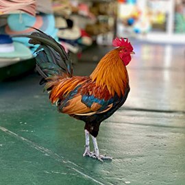 Key West Food Tours - 6